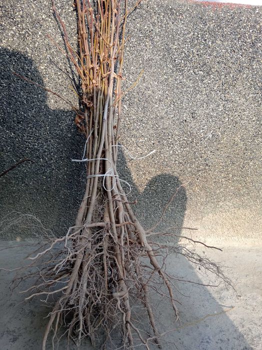 Chinor Kochat, чинар