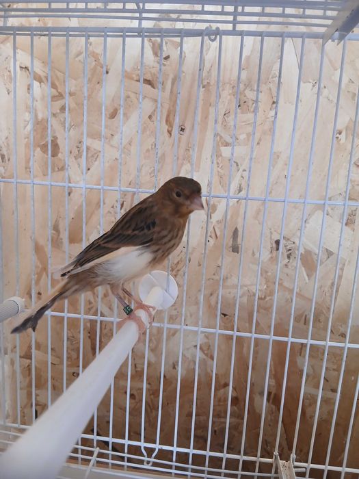 Vand Canari tineri
