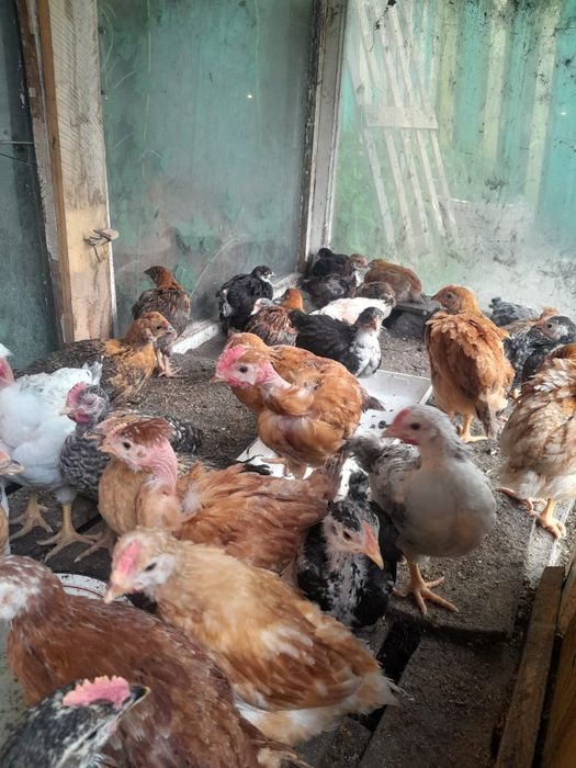Продам цыплят  2 месячных