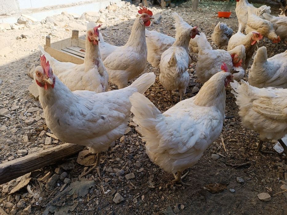 Moskvada sotiladigan Sasseks tuxum qoyuvchi tovuqlar