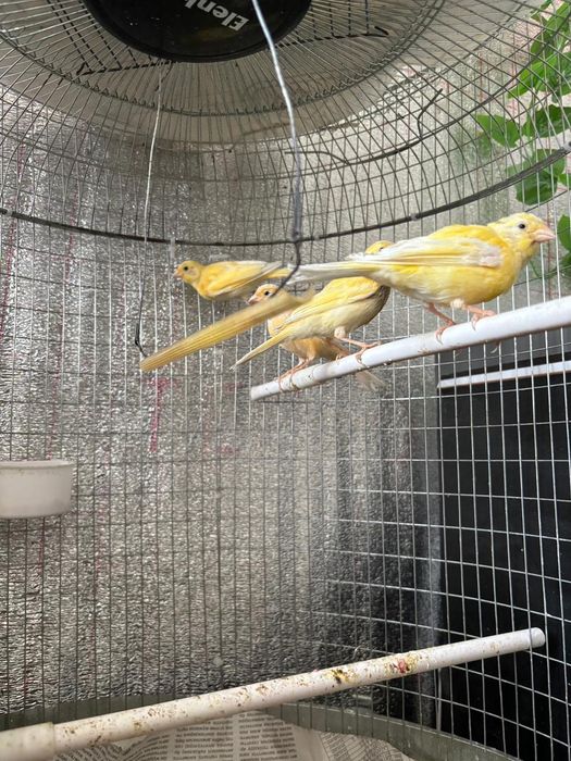 Канорейка  продаётся  лимон молодёжь