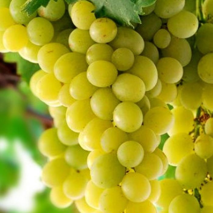 Vita de vie nobila 23  soiuri de masa albe