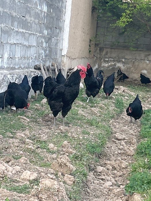 Кора товук тухумлари сотилади.