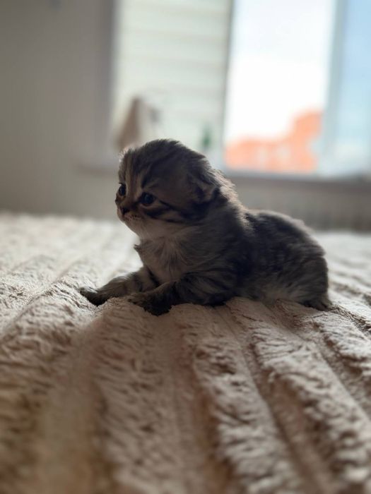Продаются котята скоттиш страйт