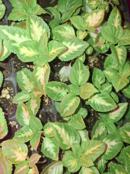 Продам  колеус черенки укор