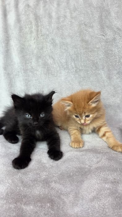 Отдам котят в добрые руки