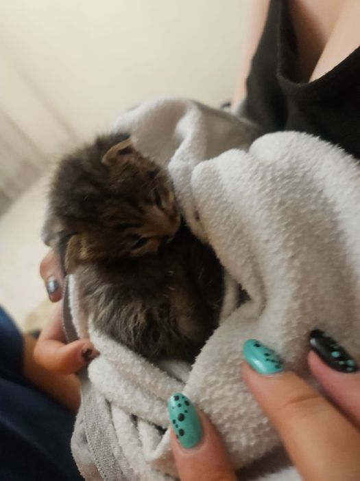 Котенок мальчик 3 недели