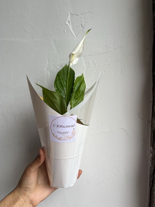 Тойбастар Бонбоньерка 8 март