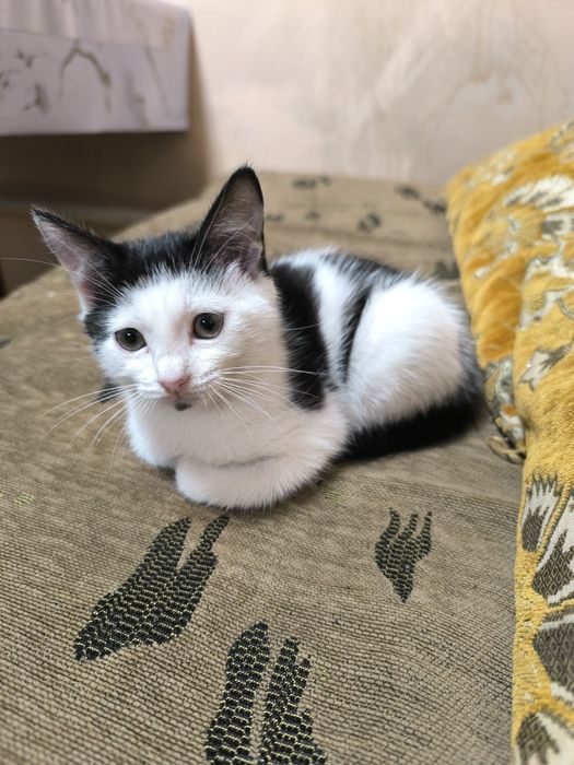 Маленький Котёночек