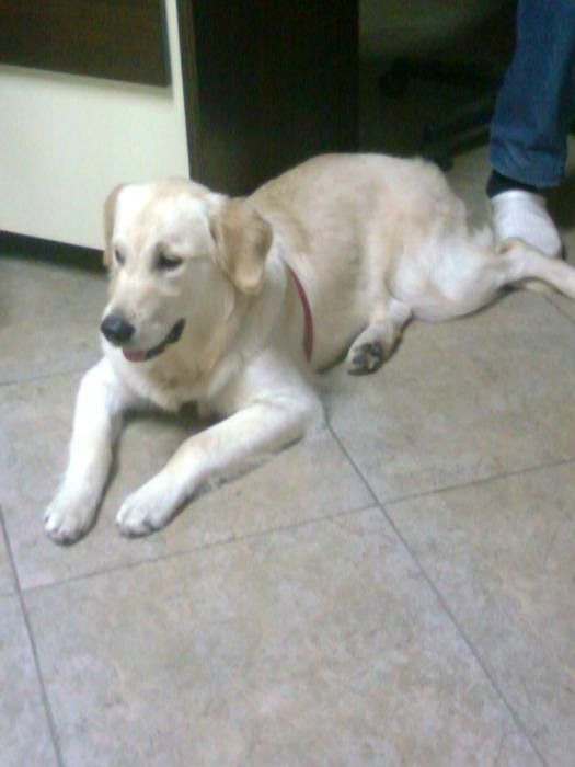 Подстригване - грууминг - на домашни любимци.