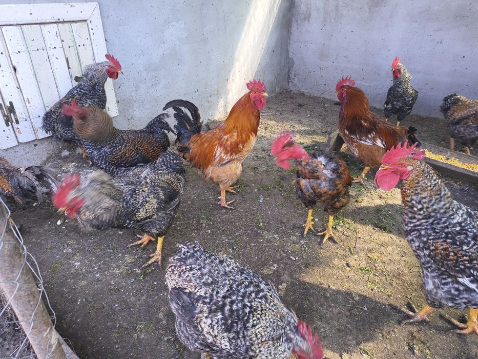 Bună ziua ! Vând cocșei crescuți la țară cu cereale bio .