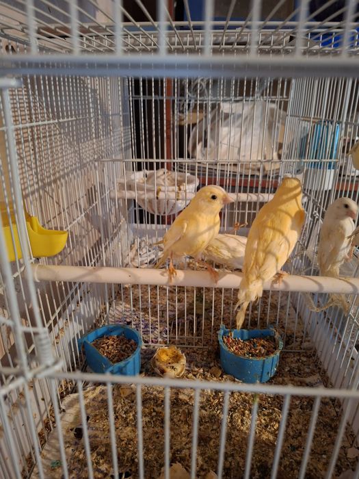 Птицы канарейки...