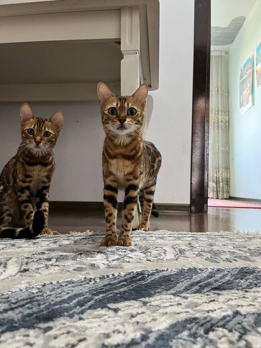 Бенгальская кошка