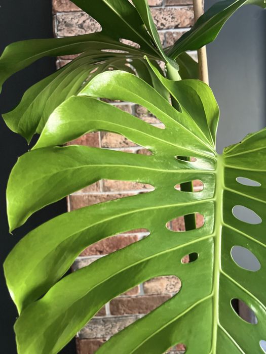 Монстера цветок