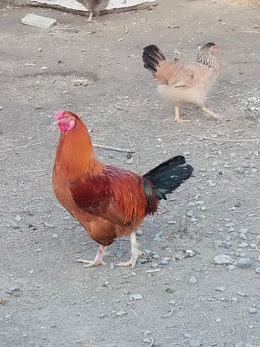 Хуроз Петух хурозлар