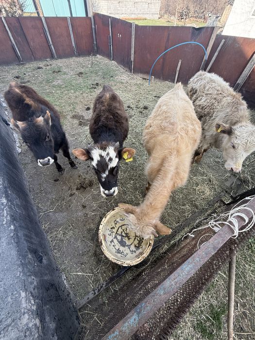 Продам телят два бычка две телки