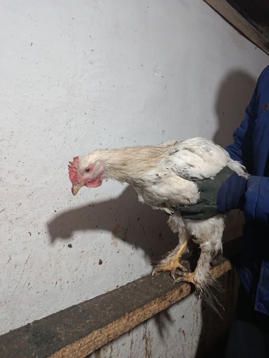 Продам петушка молодого