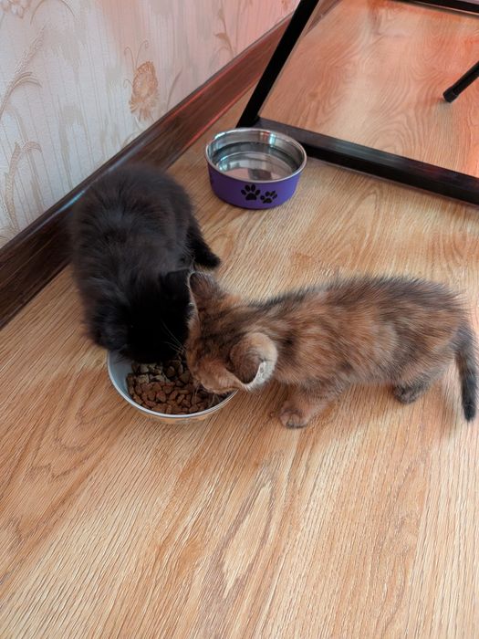 Котята, отдам в добрые руки