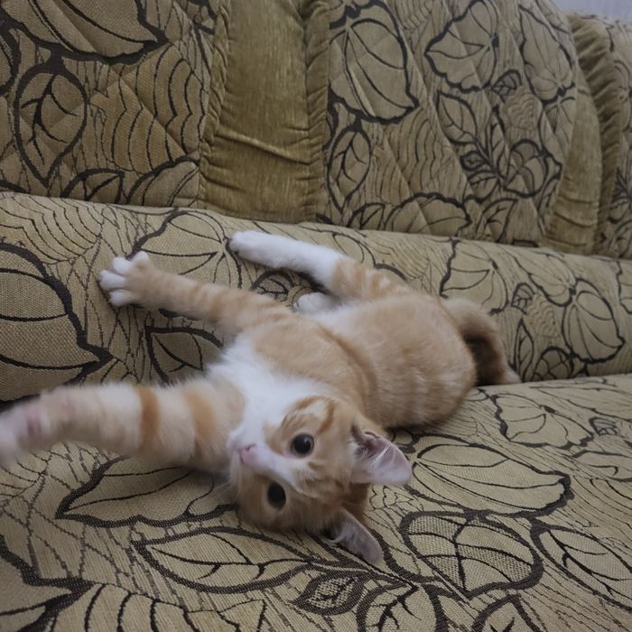 Дарю красивого котенка