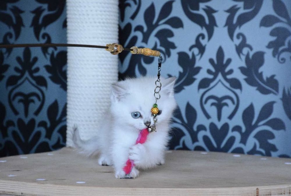 Продается котята серебристая шиншила