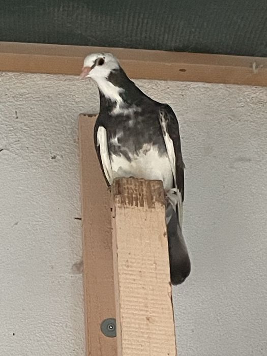 Porumbei americani agh si standard