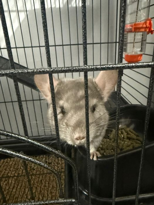 Vand Chinchilla
