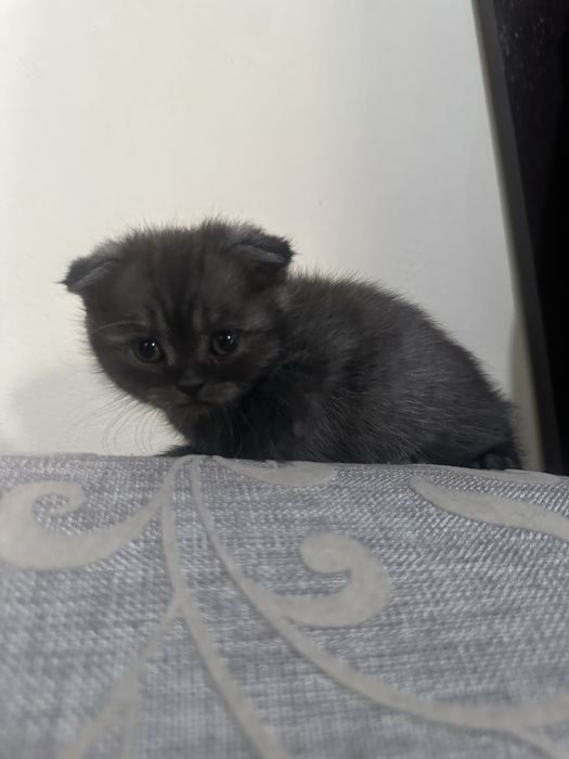 Шотландские вислоухие