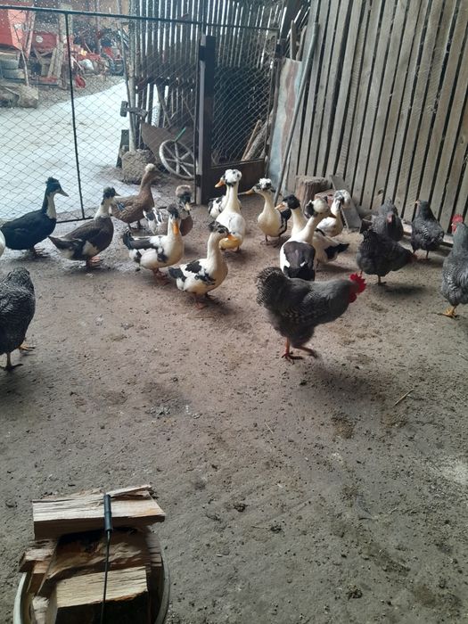 Ouă de găini cu moț playmont și rațe cu moț