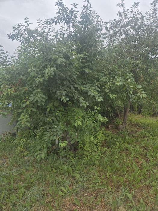 Продам дачу пк каучук в Темнртау.
