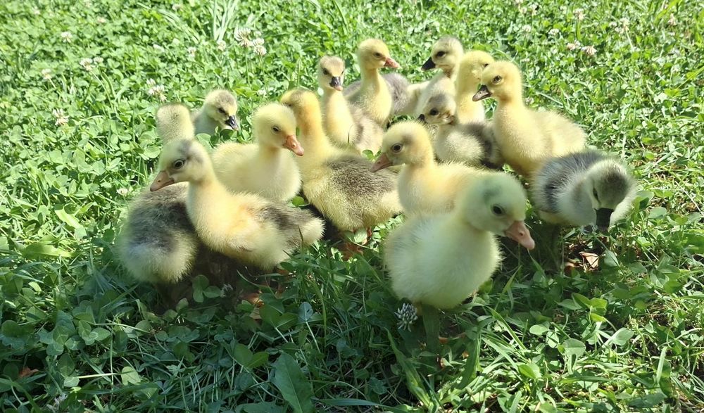 Продавам гъски и гъсета