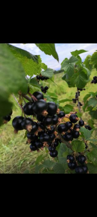 Sirop de coacăze negre presat la rece