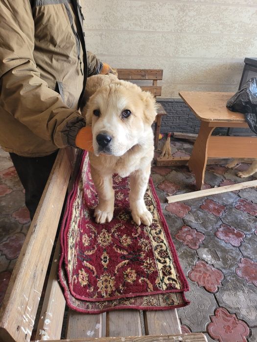 Продам щенков алабая