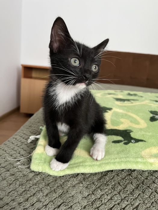 Adoptie pisici 2 luni