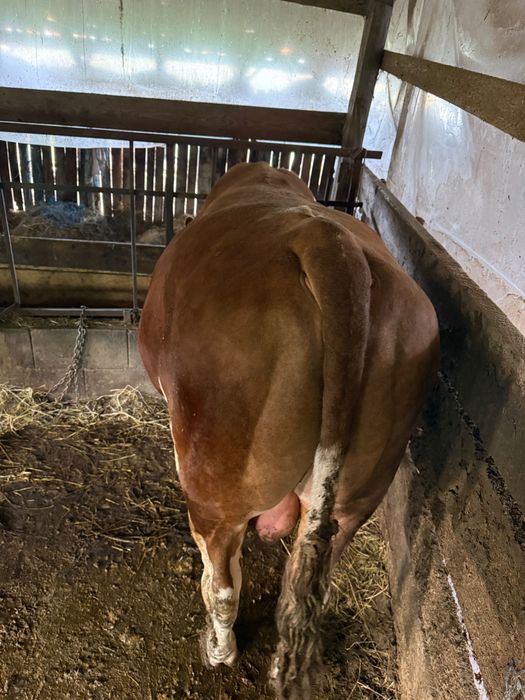 Taur baltat romanesc