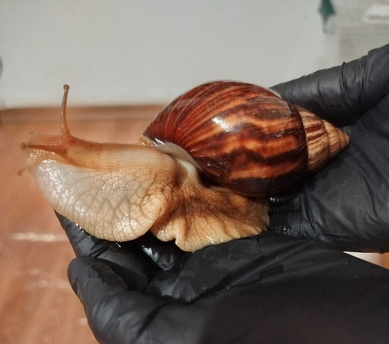 Melci africani pui