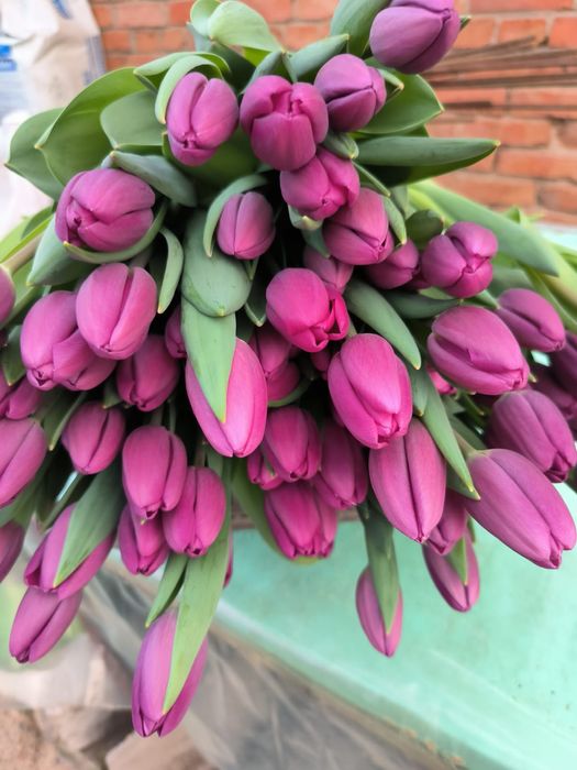 Тюльпаны местные 650т.