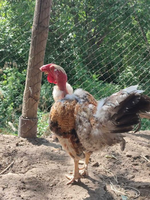 Петух голошейка 2.5-3 года