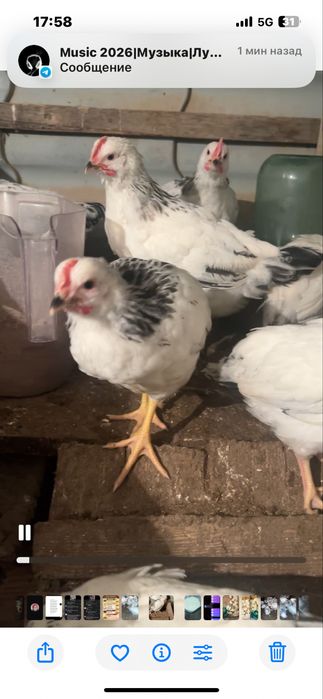 Адлерская серебристая