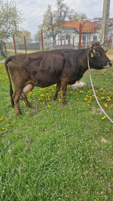 Vaca de vînzare mai multe detali la tel