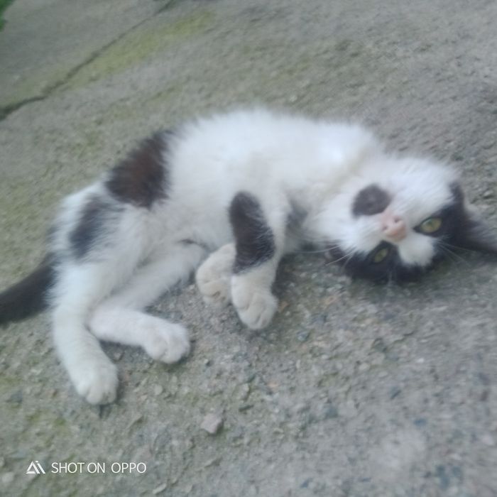 Продам котёнка Продам