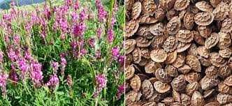 Эспарцет "Песчаный" 1 РС