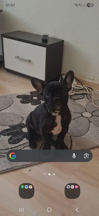 Vând pui bulldog francez