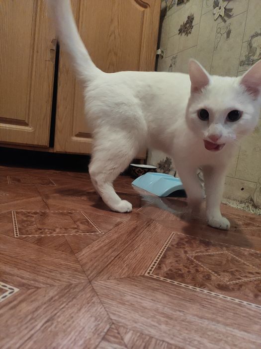 Отдам в хорошие руки