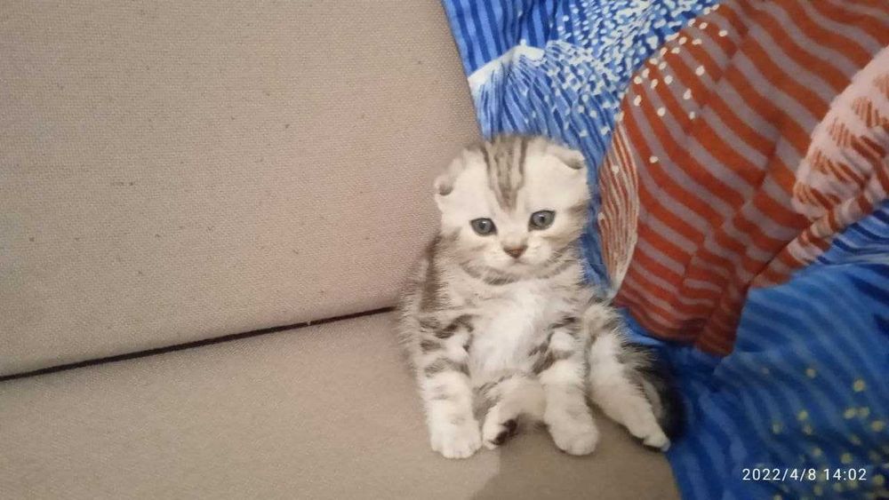 котята вислоухие