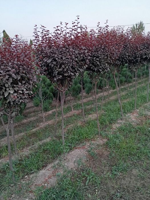 Dekaratevni daraxtlar gular