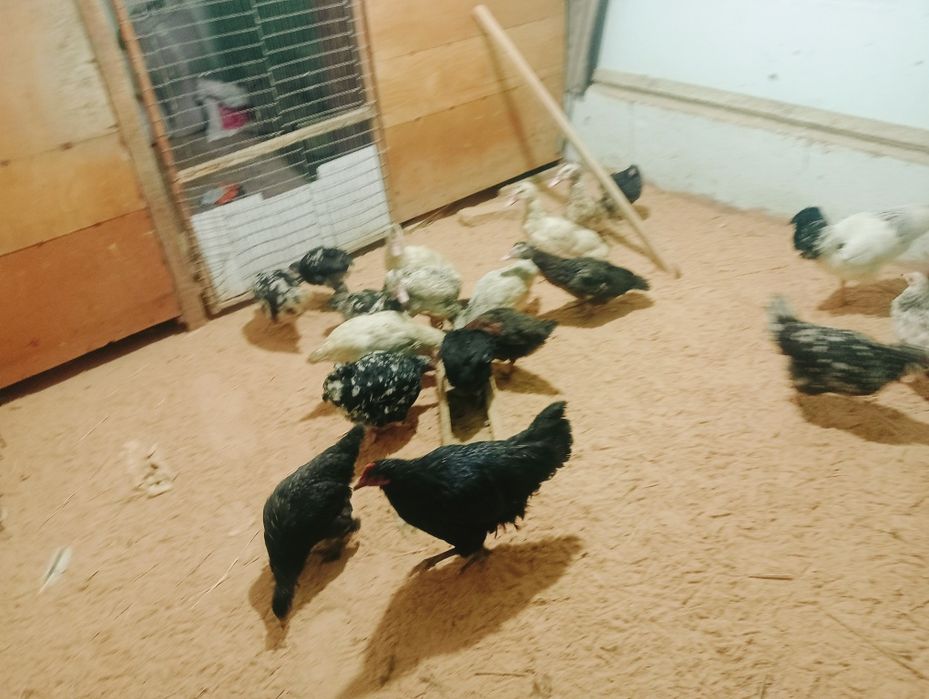 Тауықтар сатылады. Туркестан да