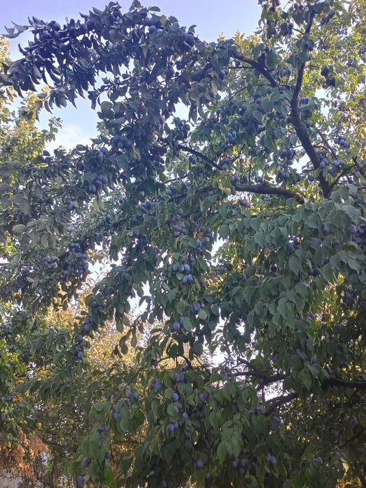 Prune de țuica - Borhot