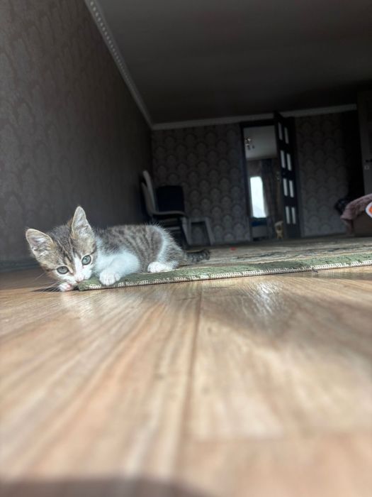 Ишем дом для котенка