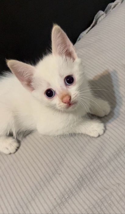 Отдам сладких котят