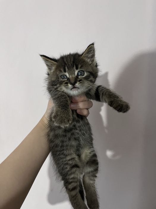 Продаю котят милых игривых